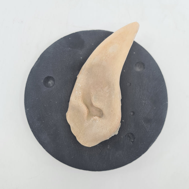 LARGE ELVEN EARS LARGE ELVEN EARS